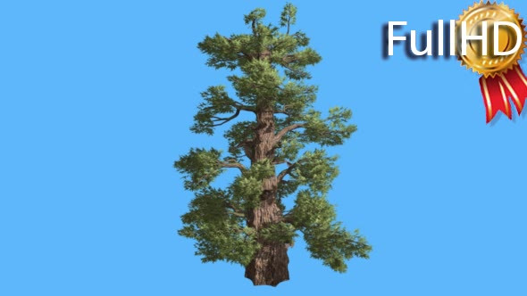 Western Juniper Cone-Shaped Trunk Coniferous alt