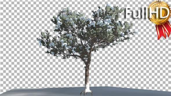 Italian Stone Pine Thin Tree in a Ground