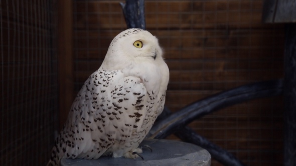 White Owl in the Petting Zoo