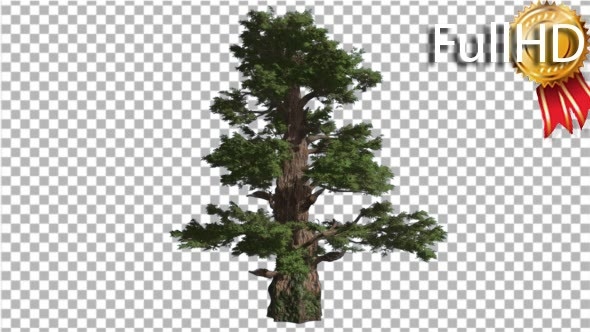 Western Juniper Thick Trunk Scale-Like Leaves alt