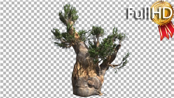 Bristlecone Pine Thick Tree Trunk Green Narrow alt