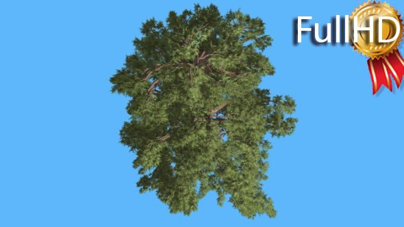 Western Juniper Green Crown Top Down Coniferous alt