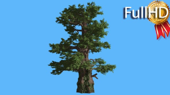 Western Juniper Bright Green Branches Tall Tree alt