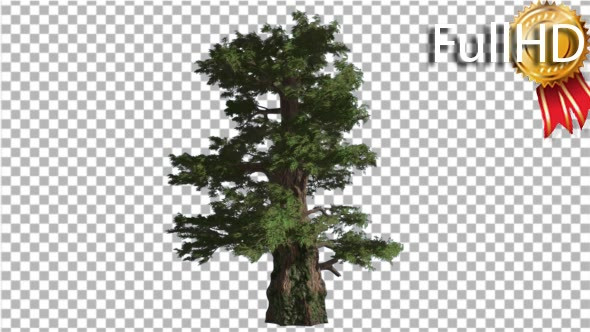 Western Juniper Branches Swaying at Strong Wind alt