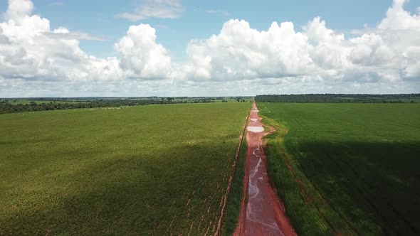 Dirt road divides soy planting fields.