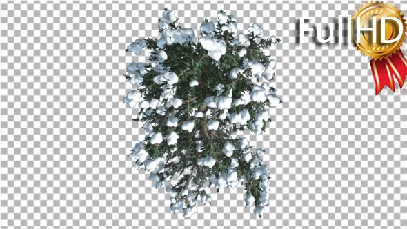 White Fir Snow on a Branches Top Down Thin Trunk alt