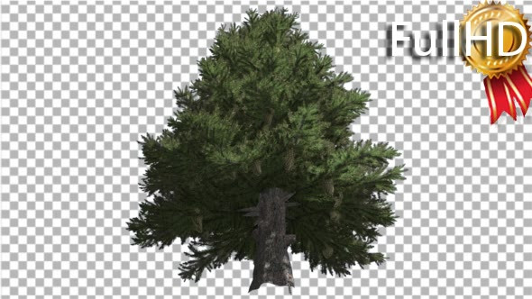 Norway Spruce Picea Abies Down up Tall Branchy alt