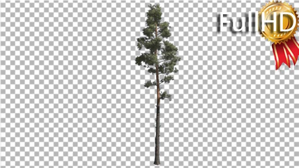 Scots Pine Pinus Sylvestris Coniferous Evergreen alt