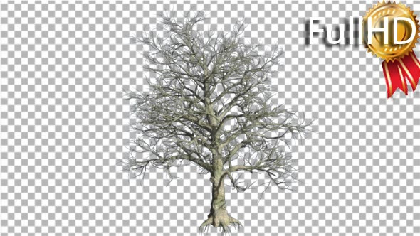 Southern Magnolia Tree is Swaying at the Wind no alt