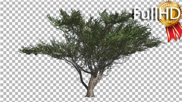 Umbrella Thorn Tree is Swaying at the Wind Green alt