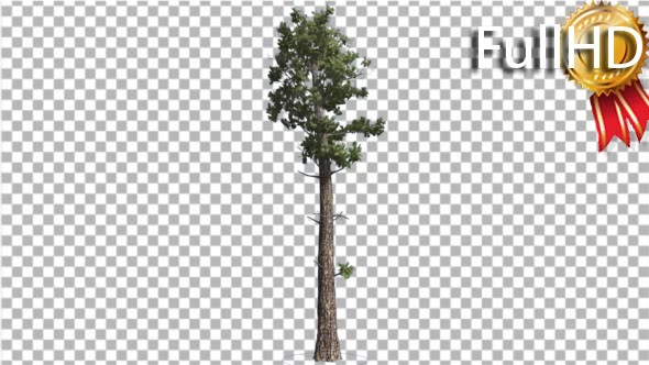 Sample Conifer Pinophyta Coniferous Evergreen alt