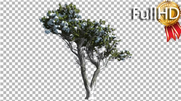 Monterey Cypress Green Crown Covered With Snow alt