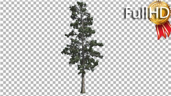 Eastern White Pine With Thin Tree in Summer Tree alt