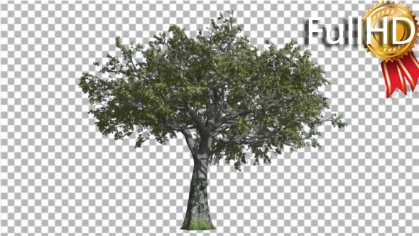 White Oak Tree is Swaying at the Wind Green Tree alt