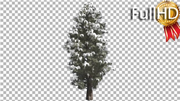 Eastern Red Cedar Snow on a Branches Thin Tree alt