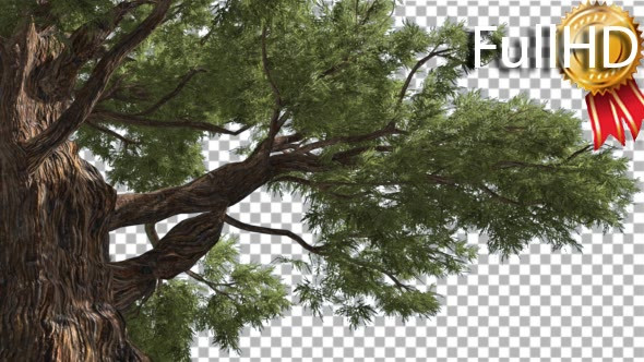 Western Juniper Old Tree Thick Bark Coniferous alt