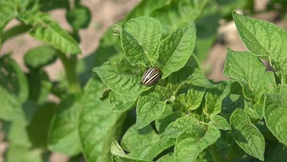 Colorado Potato Beetle