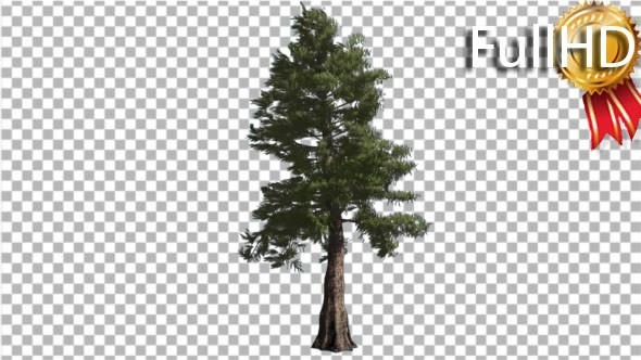 Western Red Cedar Tall Coniferous Evergreen Tree alt