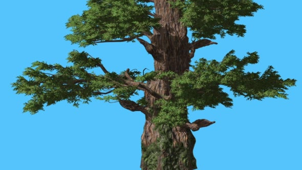 Western Juniper Bark on a Trunk Coniferous alt