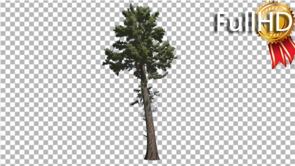 Douglas Fir Tall Thin Tree Winter or Summer Tree alt