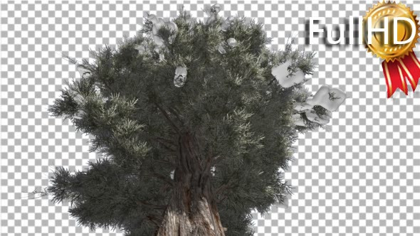 Eastern Red Cedar Snow on a Large Branches Strong alt