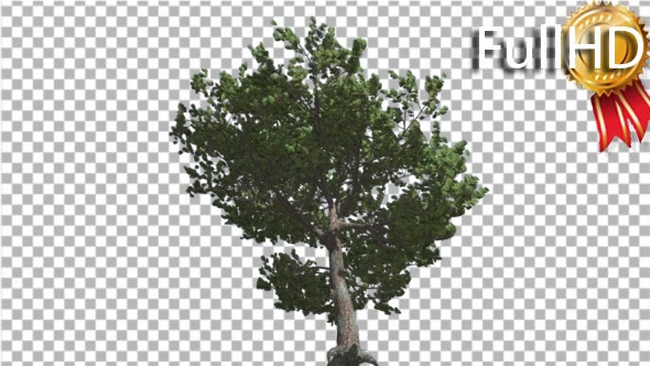 Italian Stone Pine Green Crown in Summer alt