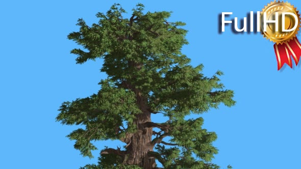 Western Juniper Top of Tree in Sunny Day alt