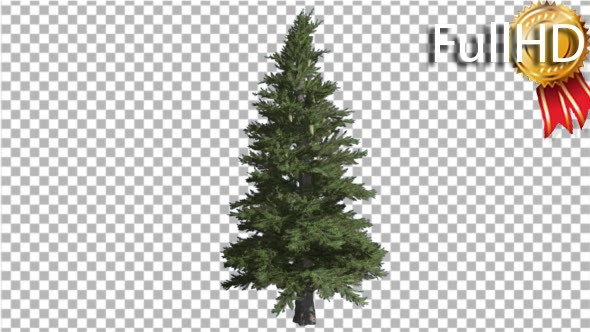 Norway Spruce Picea Abies Branchy Tree Coniferous