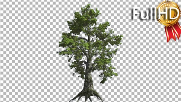 Sassafras Tree is Swaying at the Wind Green Tree alt