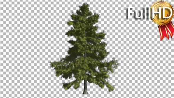 Alaska Cedar Thin Tree is Swaying at the Wind alt