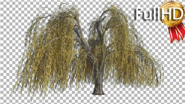 Weeping Willow Long Hanging Branches Are Swaying