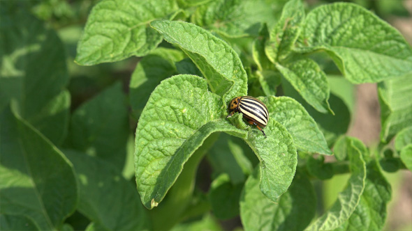 Colorado Potato Beetle