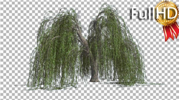 Weeping Willow Long Hanging Branches Are Swaying alt