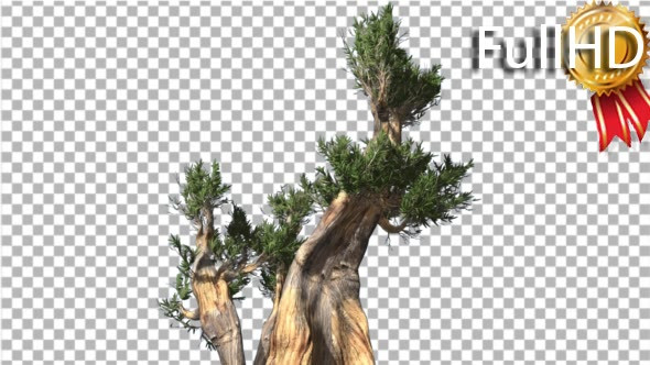 Bristlecone Pine Thick Tree Two Trunks Green alt