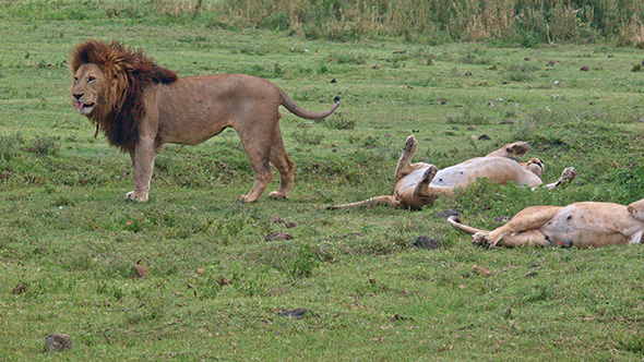 Lions of Ngorongoro Crater