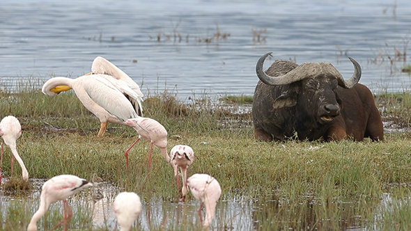 African Cape Buffalo Flamingos and a Pelican