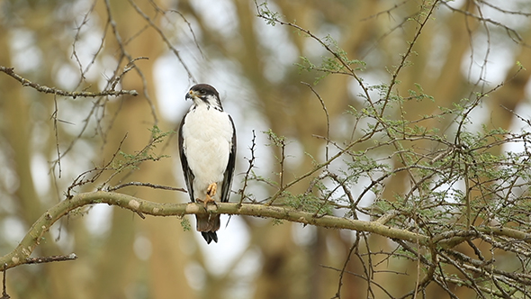 Buzzard Perched on a Branch