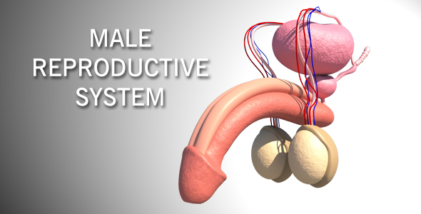 Male Reproductive System