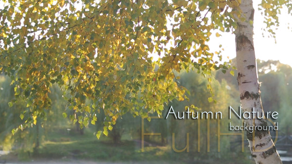 Autumn Nature