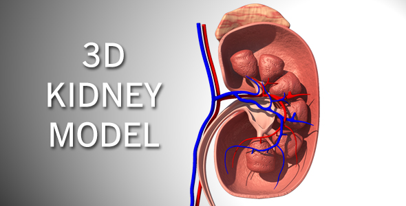 3D Kidney Model
