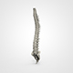 Spinal Cord - 3DOcean Item for Sale