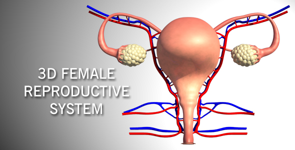 3D Female Reproductive System