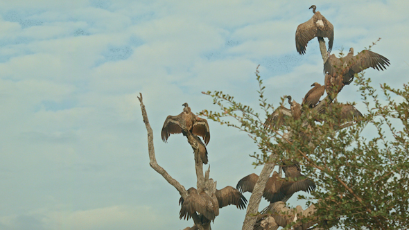 White-Backed Vulture