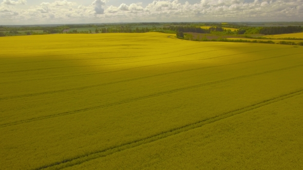 Golden Yellow Rape Field