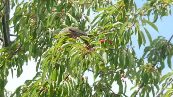 Common Blackbird Eating Cherries