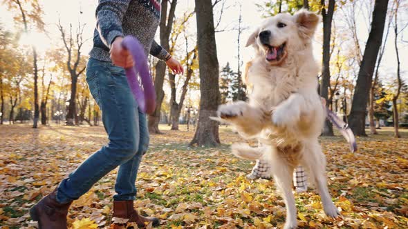 Young Happy Man and Woman Playing with Their Dog in Autumn Park Practicing Pet Training with Rubber