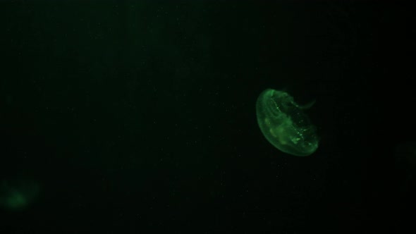 Aquarium of Jellyfish Fish Seaweed Close Up