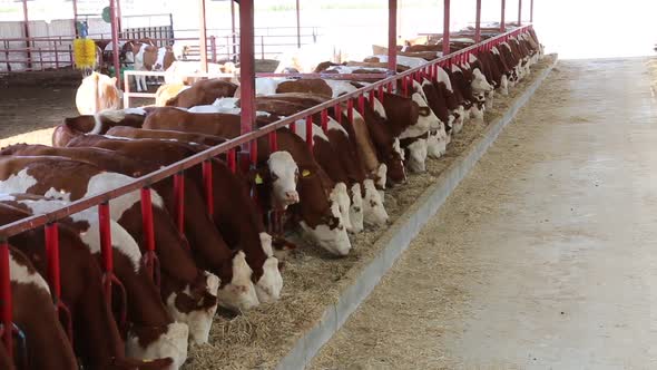 Simmental calves eating in the barn.