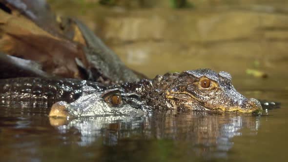 Slow motion of 2 Dwarf Caimans in the water