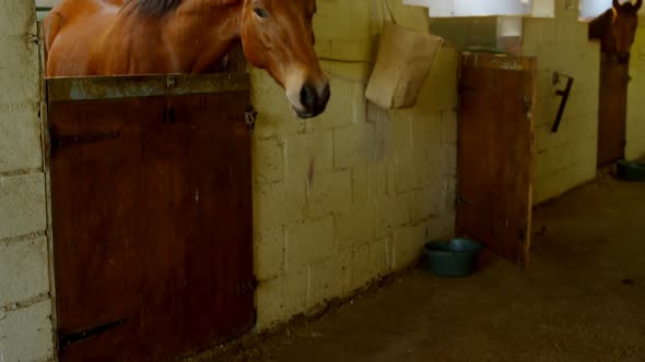 Man walking with horse in stable 4k